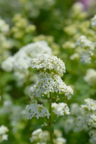 Fiori Bianchi Paglia Nome Latino Galium Rubioides — Foto Stock