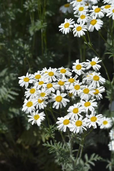 Corymb Flower Tansy Flowers Latin Name Tanacetum Corymbosum — Stock Photo, Image