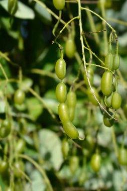 Ağlayan Japon pagoda ağacı meyvesi - Latince adı - Sophora japonica pendula