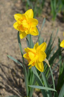 Çift nergis sarı çiçekler - Latince adı - Narcissus Çifte Güç