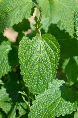 Limon yaprağı - Latince adı - Melissa officinalis