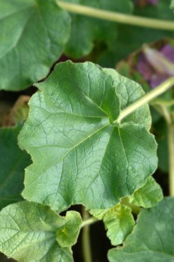 Yaygın şeytan pençesi - Latince adı - Proboscidea louisianica