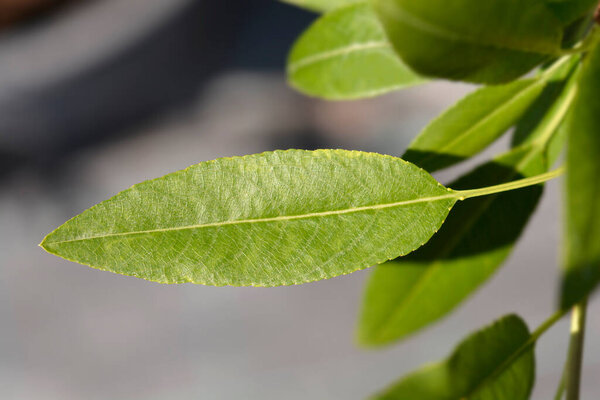 Almond tree branch with green leaves  - Latin name - Prunus dulcis