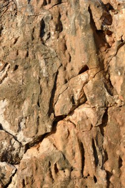 Yıpranmış bir kaya yüzeyinin detaylı bir yakın çekimi, derin çatlaklar ve çeşitli kahverengi ve gri tonlarıyla kaba bir dokusu var.