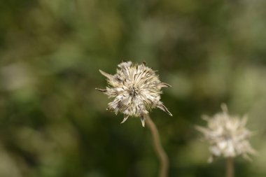 Kafkasya iğne başı başı - Latince adı - Scabiosa Kafkasya