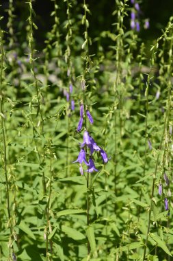 Sürünen çan çiçekleri - Latince adı - Campanula rapunculoides