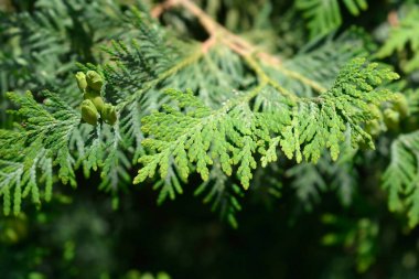 Meyveli ağaç dalı - Latince adı - Thuja occidentalis Compacta