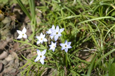 Bahar yıldızı - Latince adı - Ipheion uniflorum Wisley Blue