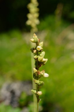 Yeşil çiçekli mezuniyet çiçekleri - Latince adı - Heuchera klorantha