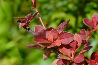 Japon böğürtlen yaprakları - Latince adı - Berberis thunbergii Turuncu Halı