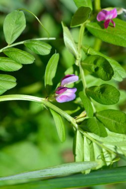 Genel Vetch çiçekleri ve yaprakları - Latince adı - Vicia sativa