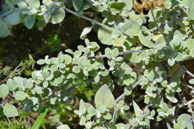 Meyan kökü yaprakları - Latince adı - Helichrysum petiolare