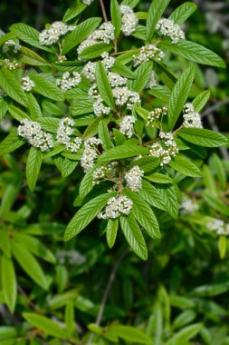 Beyaz çiçekli söğüt ağacı dalı - Latince adı - Cotoneaster salicifolius