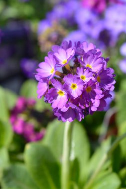 Bateri sapı, primula pembe çiçekleri - Latince adı - Primula denticulata Deep Rose Balosu