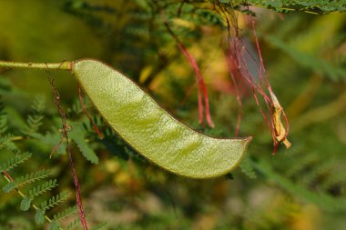 Cennet kuşu tohum kapsülü - Latince adı - Caesalpinia gilliesi