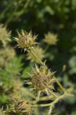 Mor berkheya çiçek tomurcukları - Latince adı - Berkheya purpurea Silver Spikes