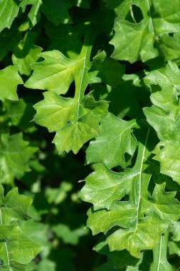 Balkan, Latince adı Acanthus hungaricus olan yapraklar taşıyor