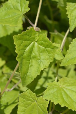 Sürünen Gloxinia yaprakları - Latince adı - Lophospermum erubescens