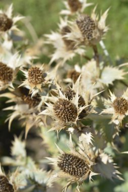 Bayan Willmotts hayalet tohum kafalar - Latince adı - Eryngium giganteum