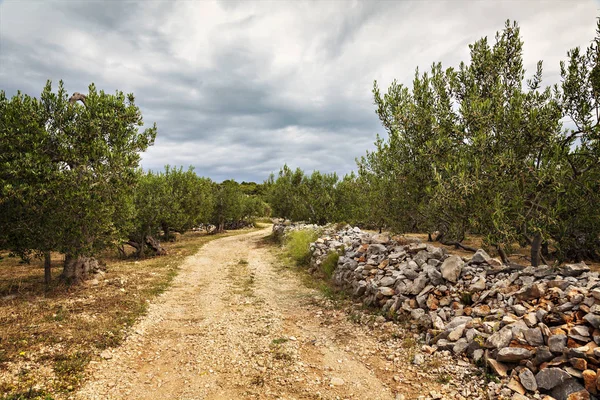 Landsbygdens Olivlund Sumartin Croatia — Stockfoto