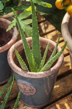 Aloe Vera bitki saksı seramik kap içinde. 