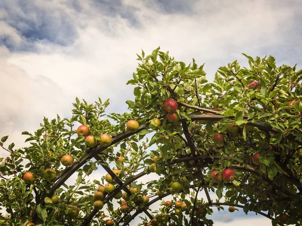 Garden Apples Growing Arch — Stock Photo, Image