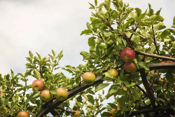 Ripe Apples Garden Arch — Stock Photo, Image