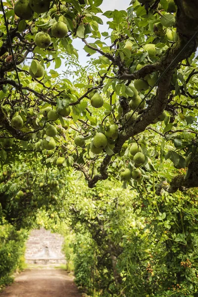 Ripe Green Pears Orchard — Stock Photo, Image