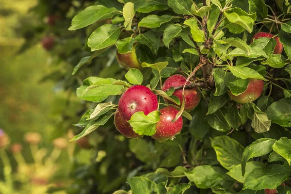 Ripe Red Apples Tree — Stock Photo, Image