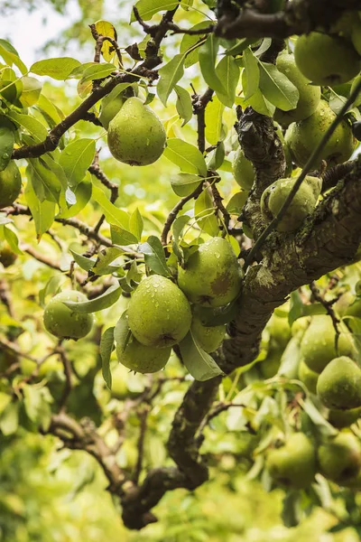 Ώριμα Αχλάδια Πράσινα Στο Δέντρο — Φωτογραφία Αρχείου