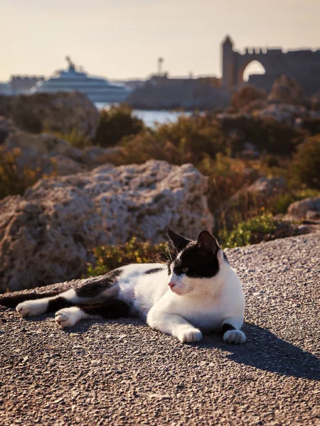 Siyah Beyaz Sokak Kedisi Rhodes Town Harbour — Stok fotoğraf