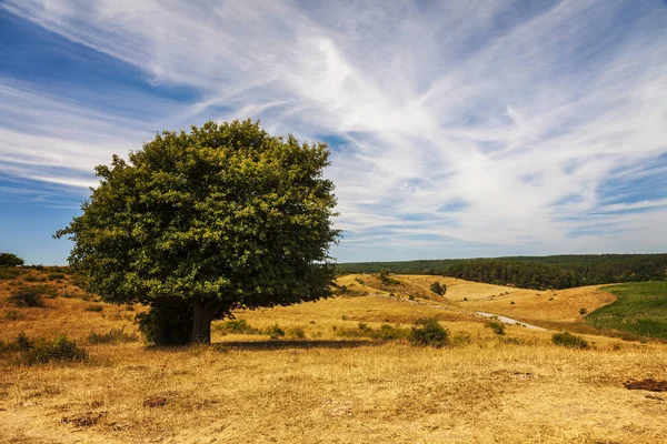 Árvore Solitária Paisagem Rural Montanhosa Brosarp Sul Suécia — Fotografia de Stock