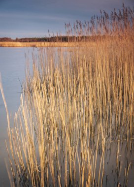 Denizin kenarında çimenli sazlık.