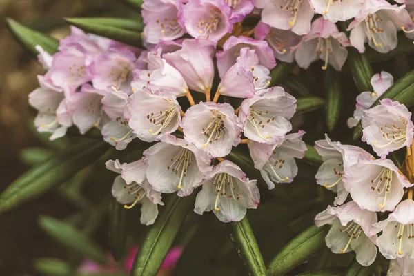 Fiori di Rhodedendron bianchi e rosa — Foto Stock