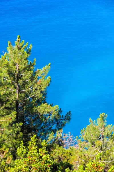 Τροπικά φυτά δίπλα στη Μεσόγειο θάλασσα — Φωτογραφία Αρχείου