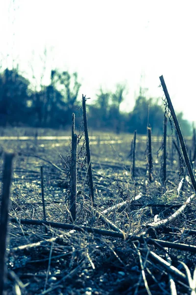 Dark mood photo of brushwoods — 图库照片