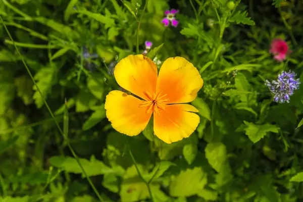 Close-up beeld van kleurrijke bloemen — Stockfoto