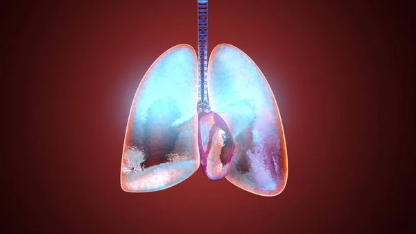 人間の肺の3Dイラスト — ストック写真