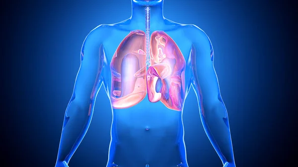 Ilustración 3d de los pulmones en el cuerpo humano — Foto de Stock