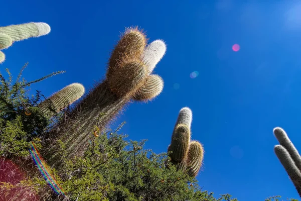 Vista sobre plantas de cactus en Argentina — Foto de Stock
