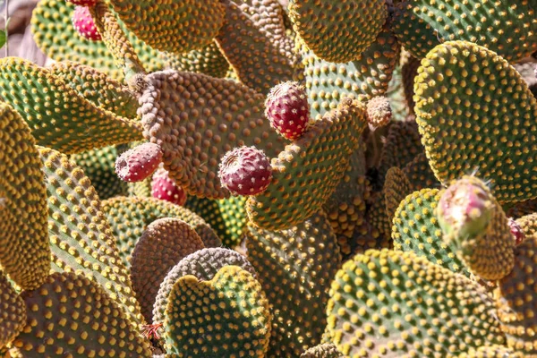 View on cactus plants in Argentina — Stock Photo, Image