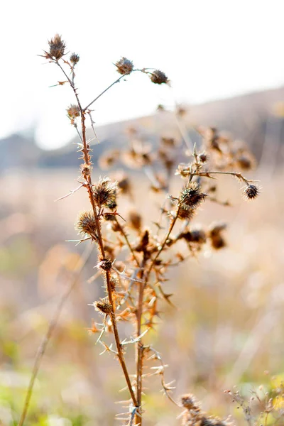 Close-up foto van planten in het zonlicht — Stockfoto