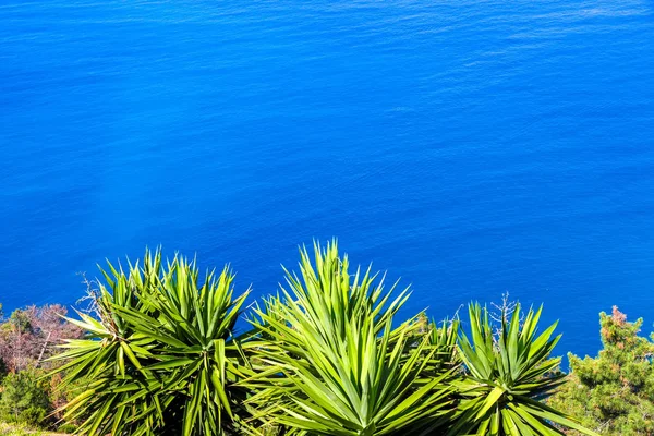 Plantes tropicales au bord de la mer Méditerranée — Photo