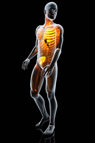3D Anatomi illüstrasyon insan vücudunun — Stok fotoğraf
