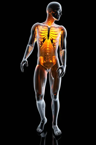 3D illustratie van de anatomie van het menselijk lichaam — Stockfoto