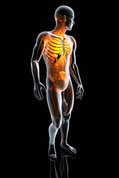 3D απεικόνιση της ανατομίας του ανθρώπινου σώματος — Φωτογραφία Αρχείου