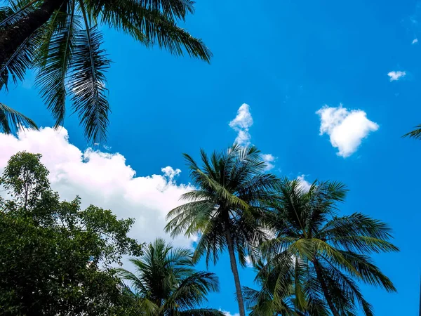 Vista de las nubes sobre un bosque tropical —  Fotos de Stock