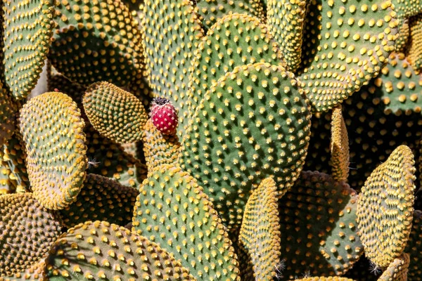View on cactus plants in Argentina — Stock Photo, Image