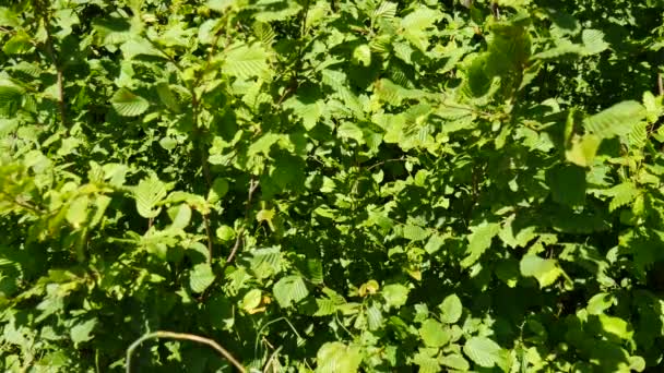 Grüne Blätter Wehen Wind — Stockvideo