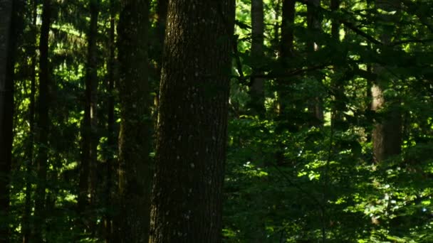 Zonneschijn Breekt Door Groene Bladeren Een Loofbos — Stockvideo